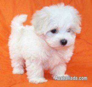 maltese dogs for sale melbourne.